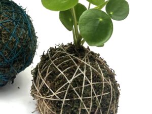 Small Money Plant Kokedama