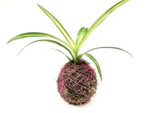 Small Spider Plant "Bonnie" Kokedama