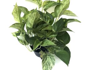 Pothos (Marble Queen)